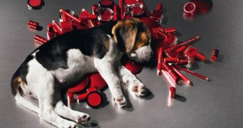 Finalmente stop ai test sugli animali per i cosmetici