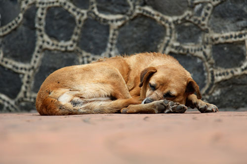 12 diario di un cane