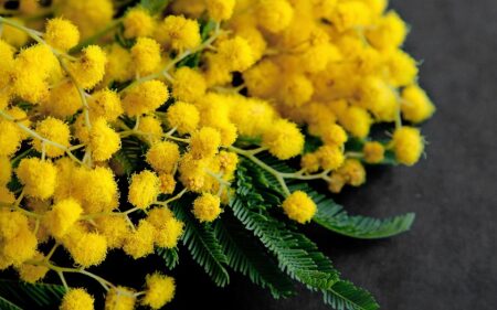 La mimosa: il fiore della forza e della femminilità