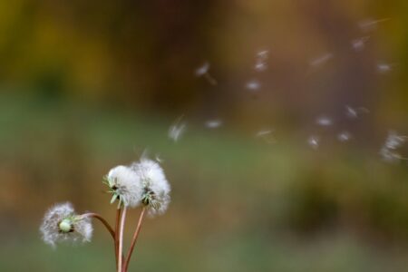 Soffia nel vento - Blowing in the wind