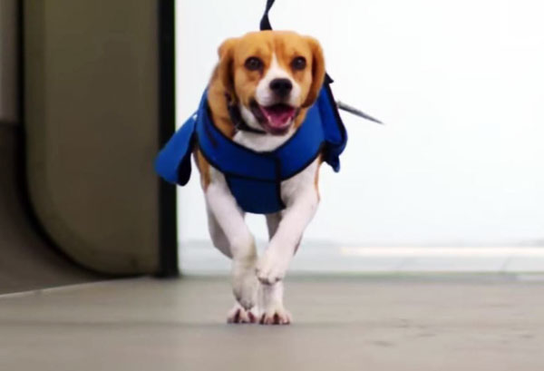 Sherlock beagle