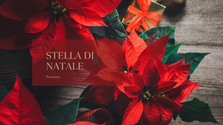 La stella di Natale (Poinsettia)