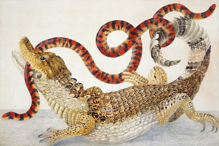 Illustration_of_a_Caiman_crocodilus_and_an_Anilius_scytale_(1701–1705)_by_Maria_Sibylla_Merian