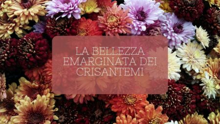 La bellezza emarginata dei crisantemi