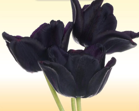 Alexandre Dumas (Padre) – Il tulipano nero